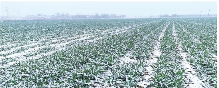 春雪润麦田