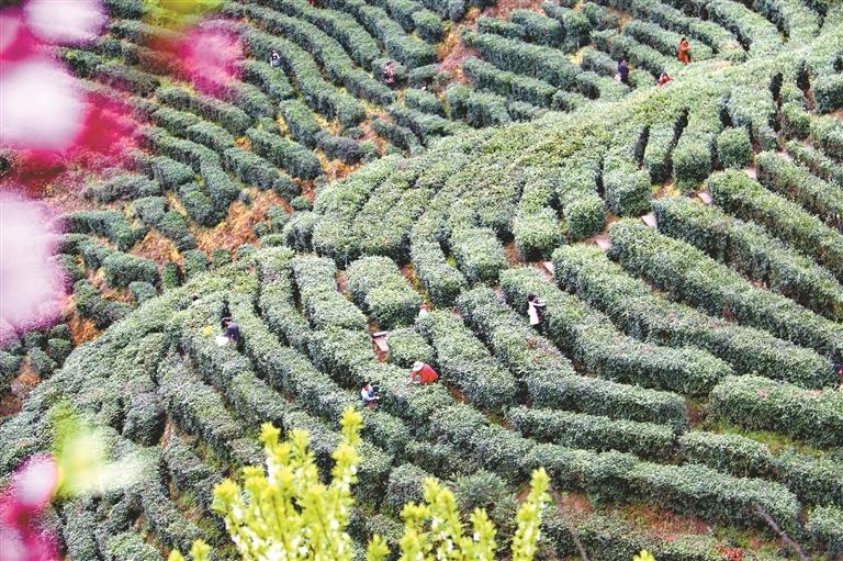 春茶开采满山绿